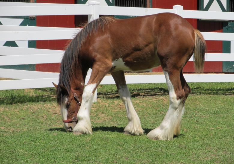 Free stock image of Clydesdales Farm created by Pixabay