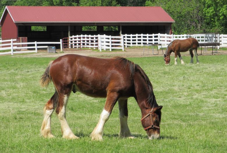 Free stock image of Clydesdales Farm created by Pixabay