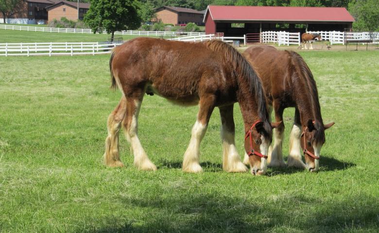 Free stock image of Clydesdales Farm created by Pixabay