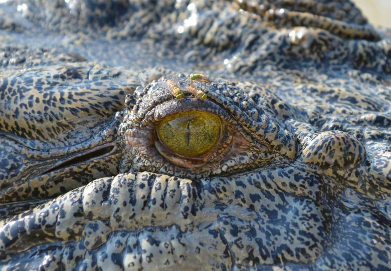 Free stock image of Saltwater Crocodile created by Pixabay