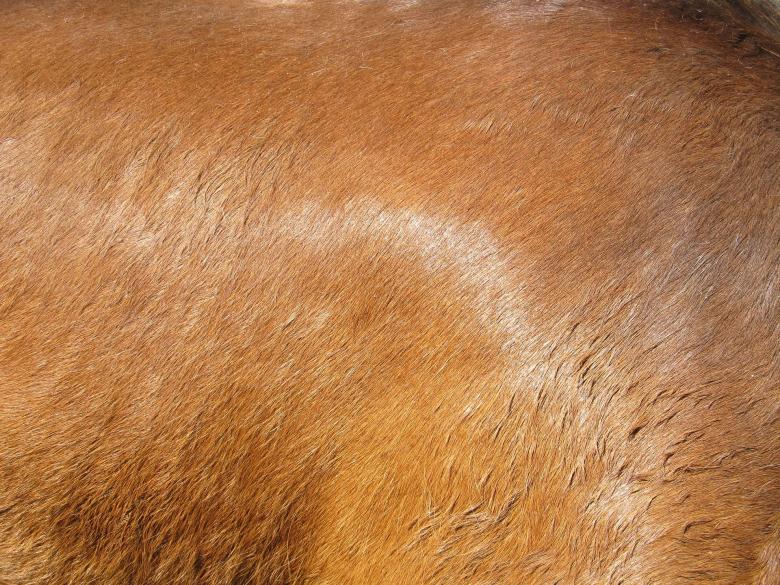 Free stock image of Horse Hide created by Pixabay