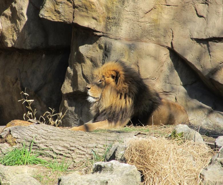 Free stock image of Lion in the Zoo created by Pixabay
