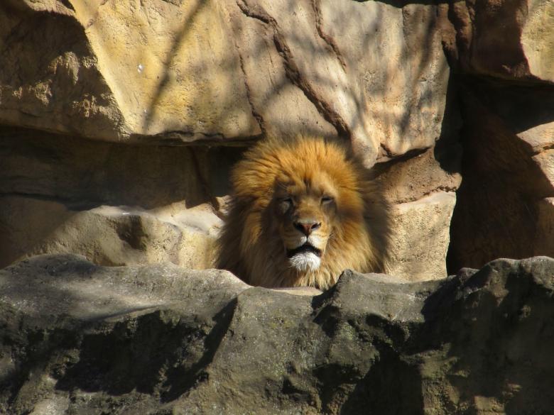Free stock image of Lion in the Zoo created by Pixabay