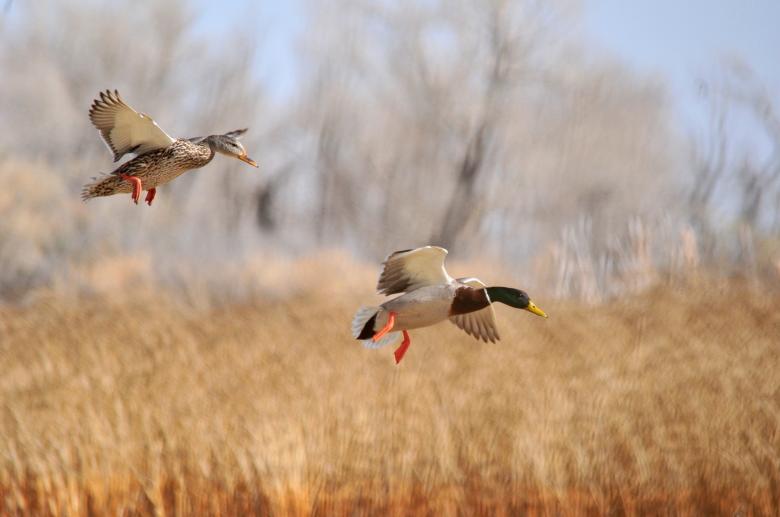 Free stock image of Mallard Ducks created by Pixabay
