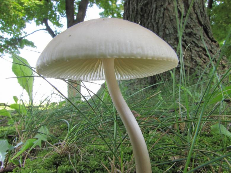 Free stock image of Fresh Mushroom created by Pixabay