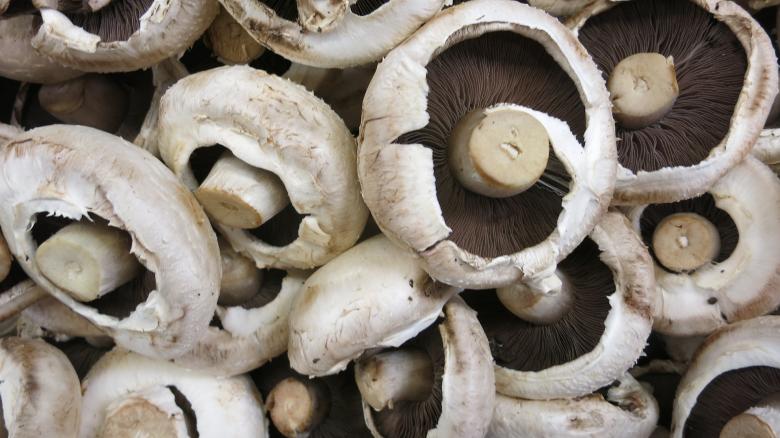 Free stock image of Fresh Mushrooms created by Pixabay