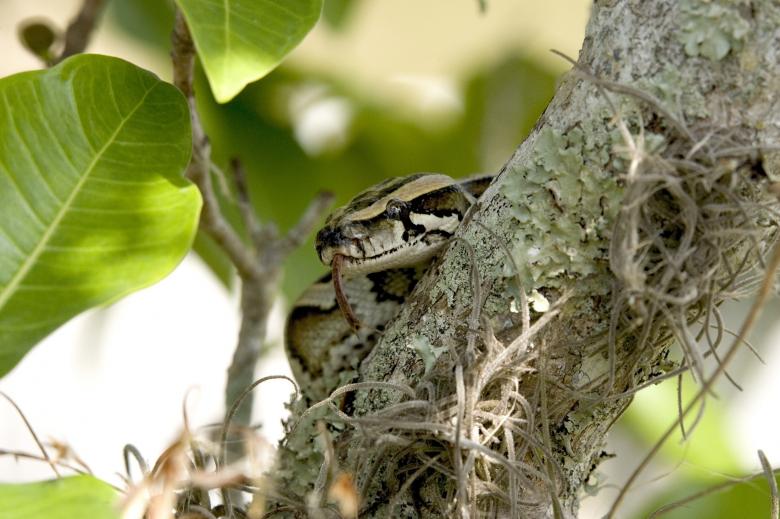 Free stock image of Python on the Tree created by Pixabay