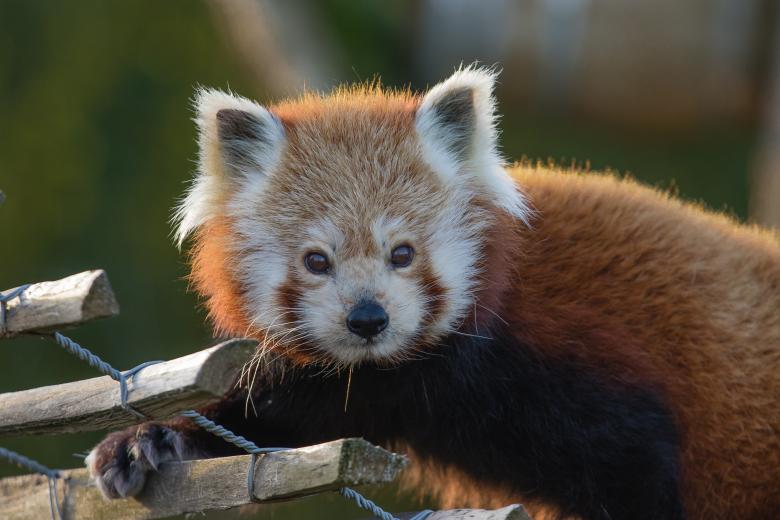 Free stock image of Red Panda created by Pixabay