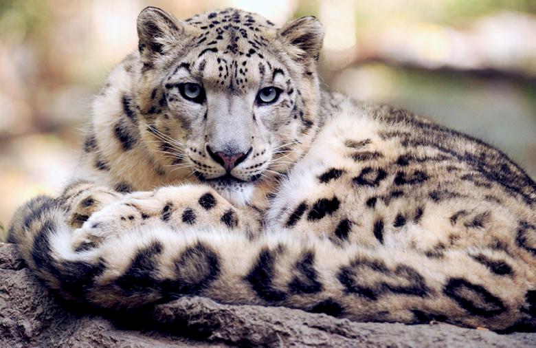 Free stock image of Snow Leopard created by Pixabay