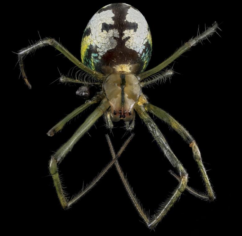 Free stock image of Wild Spider created by Pixabay