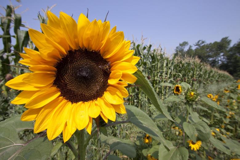 Free stock image of Sunflower Field created by Pixabay