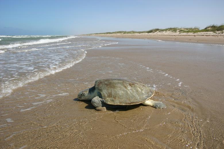 Free stock image of Ridley Sea Turtle created by Pixabay