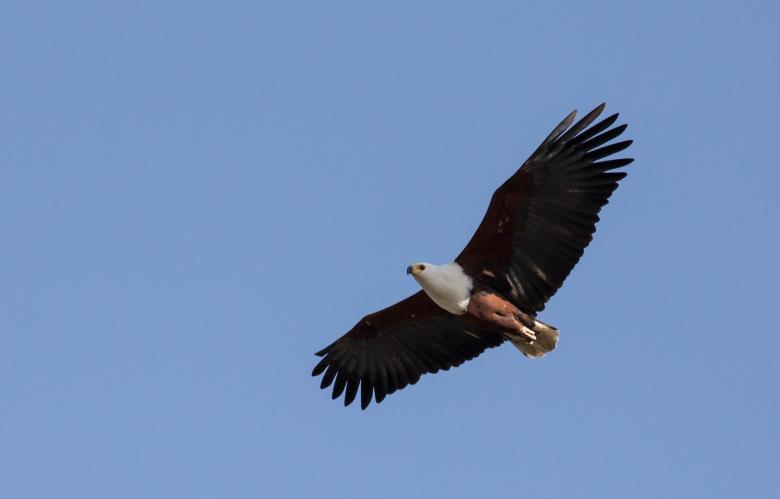 Free stock image of Bald Eagle created by Pixabay