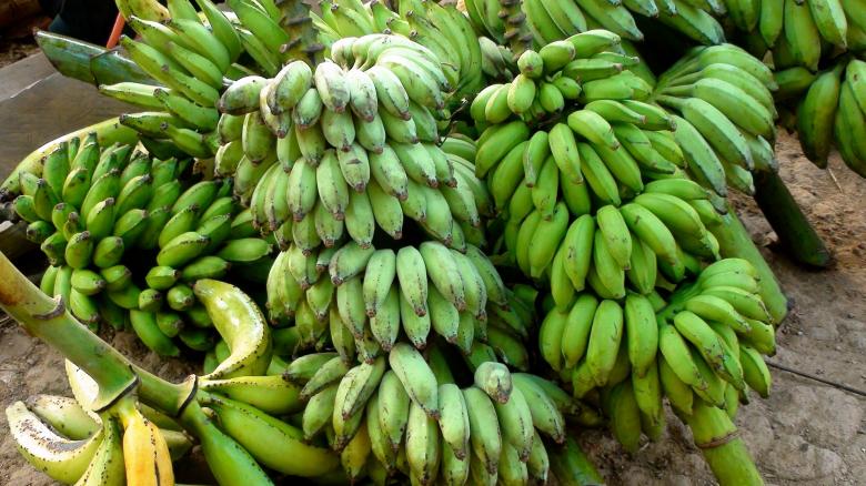 Free stock image of Green Bananas created by Pixabay