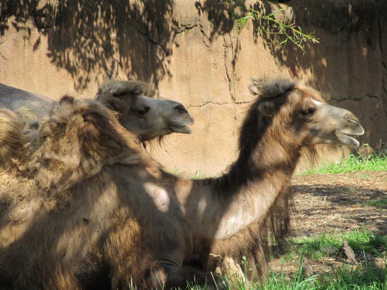 Free stock image of Group of Camels created by Pixabay
