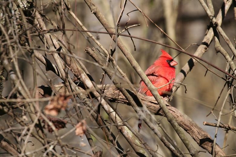 Free stock image of Northern Cardinal created by Pixabay