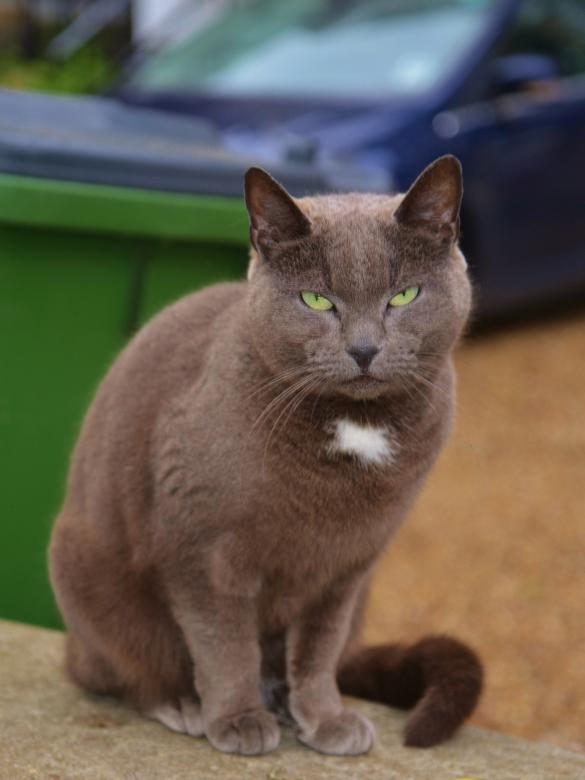Free stock image of Pet Cat created by Pixabay