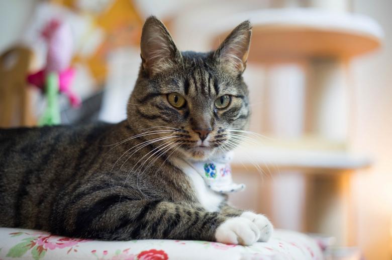 Free stock image of Pet Cat created by Pixabay