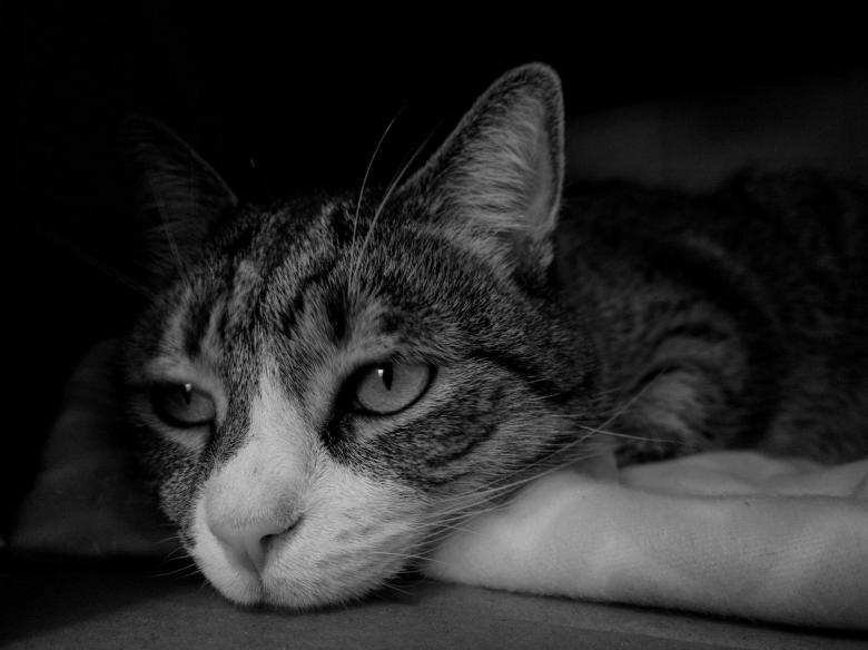 Free stock image of Pet Cat created by Pixabay