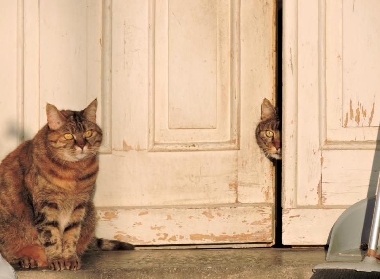 Free stock image of Wild Cats created by Pixabay
