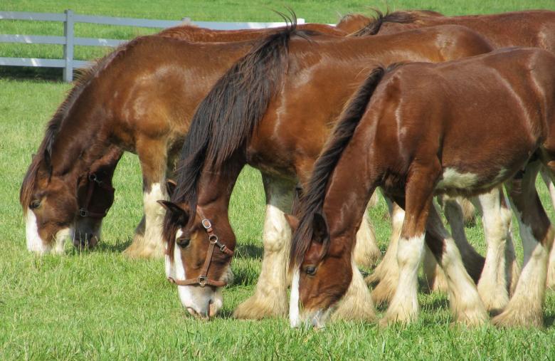 Free stock image of Clydesdales Farm created by Pixabay