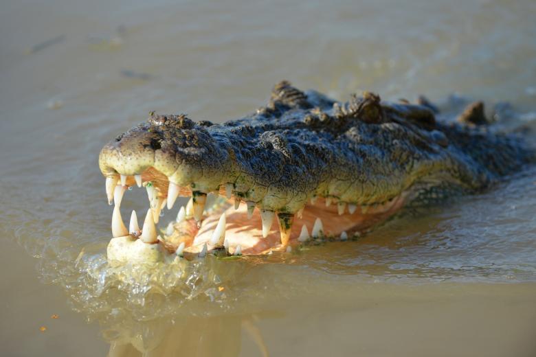 Free stock image of Saltwater Croc created by Pixabay