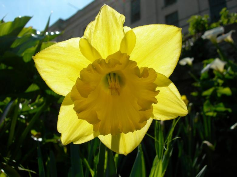 Free stock image of Fresh Daffodil created by Pixabay