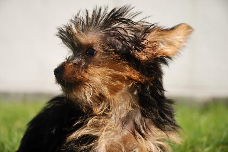 Free stock image of Pet Dog created by Pixabay