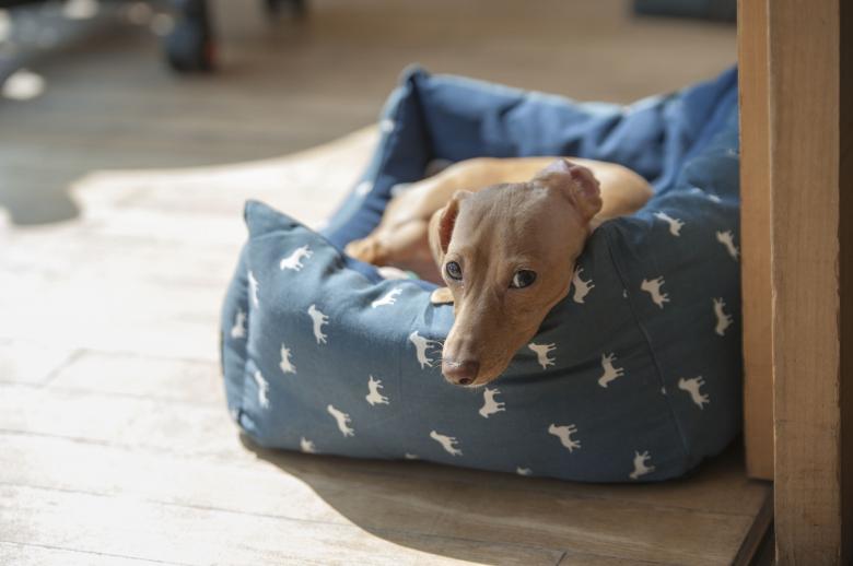 Free stock image of Dog on the Couch created by Pixabay