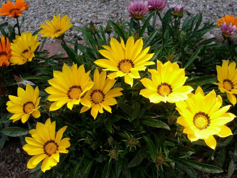 Free stock image of Fresh Gazania created by Pixabay