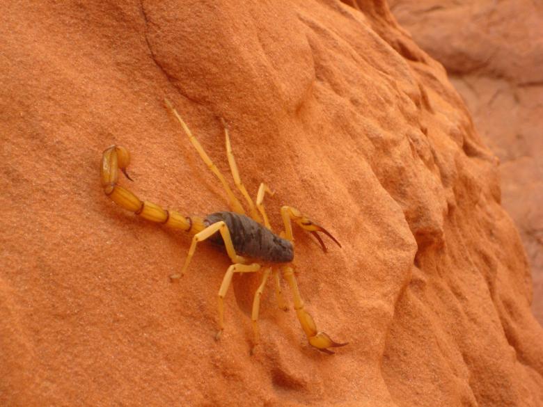 Free stock image of Giant Hairy Scorpion created by Pixabay