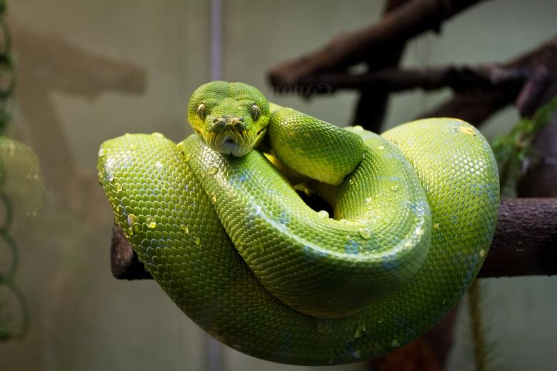 Free stock image of Green Tree Python created by Pixabay