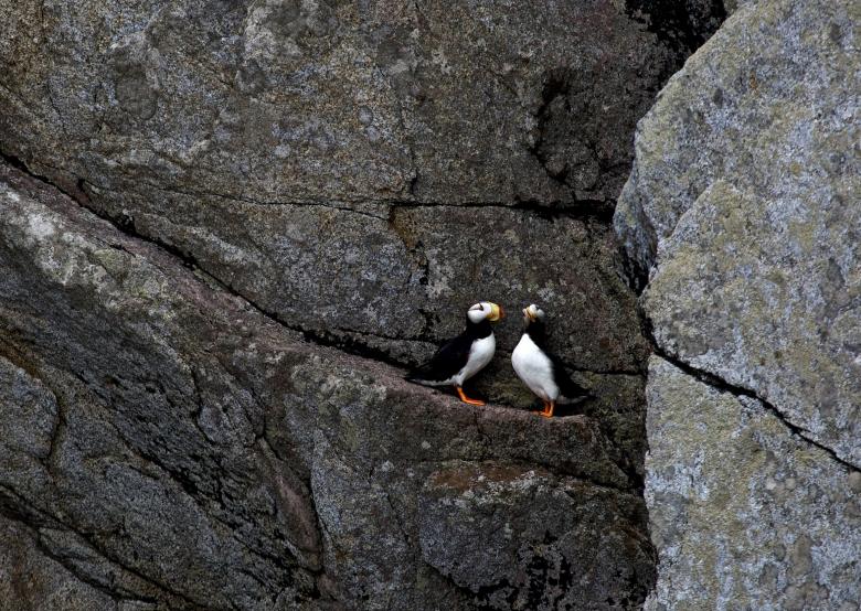 Free stock image of Horned Puffins created by Pixabay