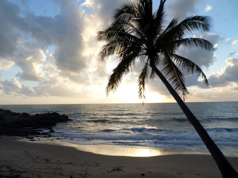 Free stock image of Palm Tree on the Beach created by Pixabay