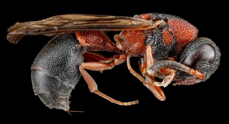 Free stock image of Potter Wasp created by Pixabay