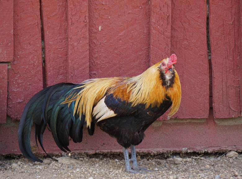 Free stock image of Wild Rooster created by Pixabay