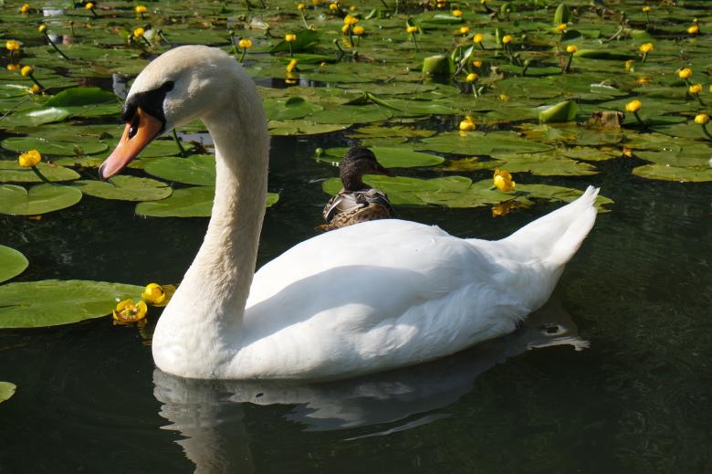 Free stock image of Swan in the River created by Pixabay