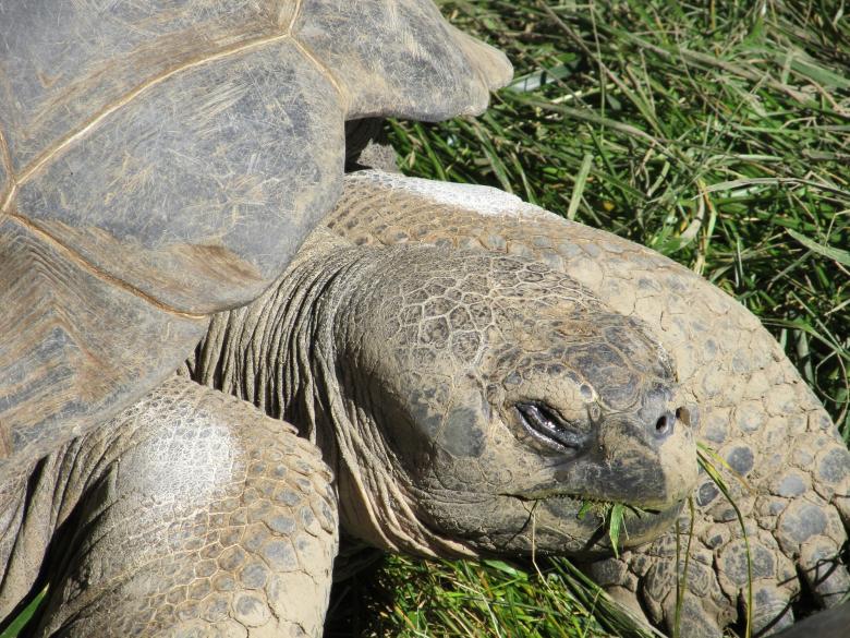 Free stock image of Aged Tortoise created by Pixabay