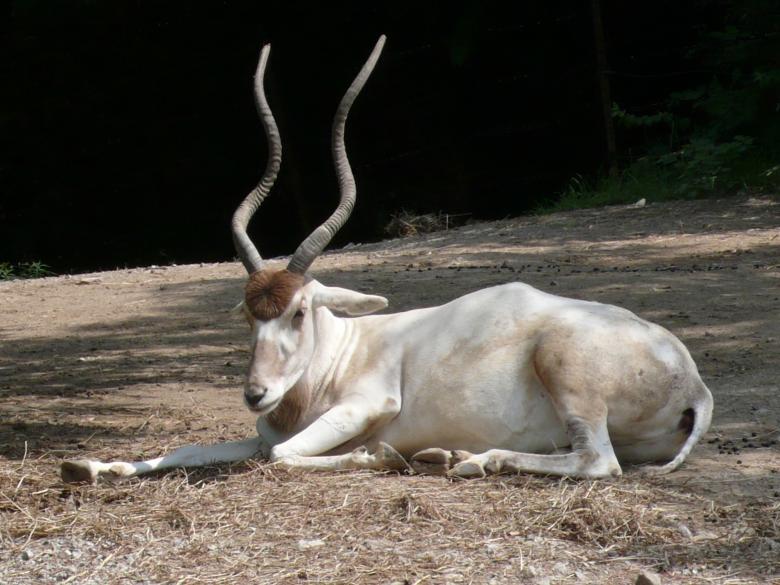 Free stock image of White Addax created by Pixabay