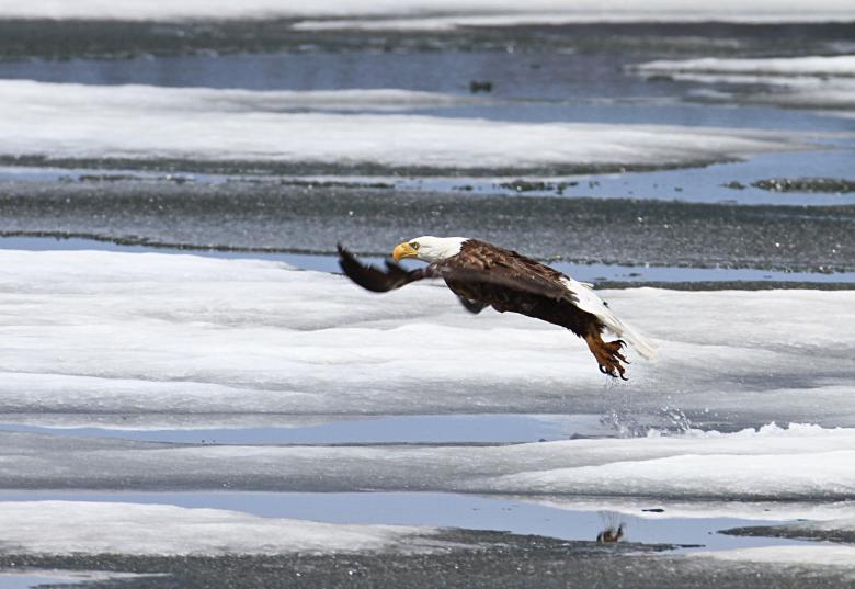 Free stock image of Bald Eagle created by Pixabay