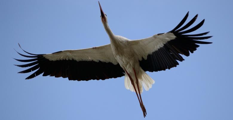Free stock image of Flying Bird created by Pixabay
