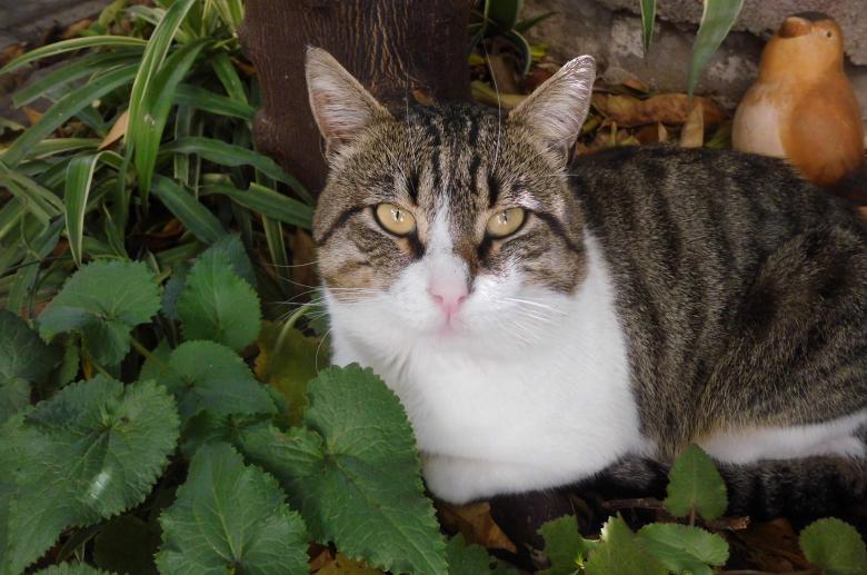 Free stock image of Pet Cat created by Pixabay