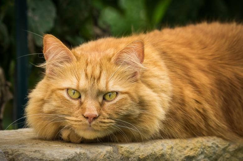 Free stock image of Pet Cat created by Pixabay