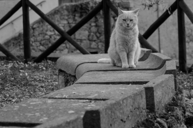 Free stock image of Pet Cat created by Pixabay