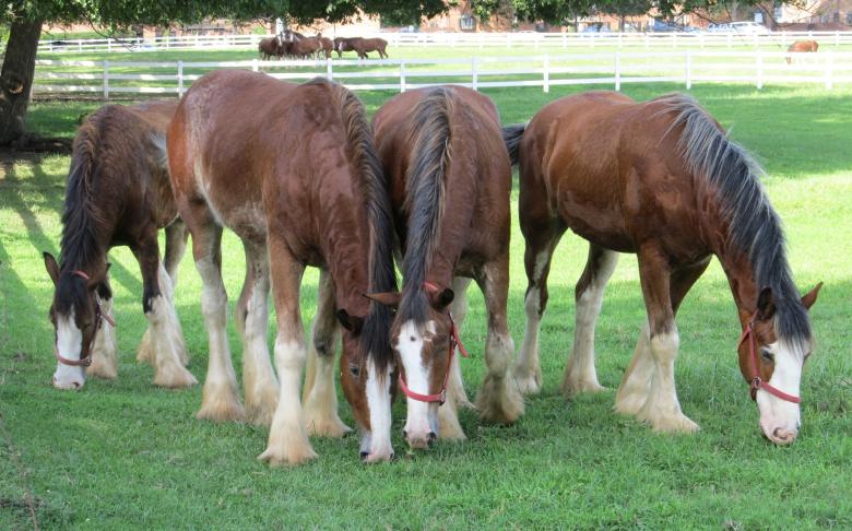 Free stock image of Clydesdale Farm created by Pixabay