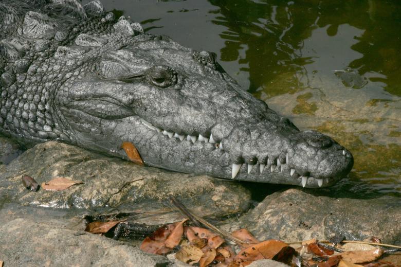 Free stock image of Saltwater Croc created by Pixabay