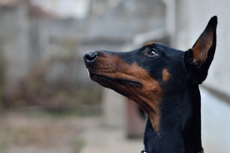 Free stock image of Doberman created by Pixabay