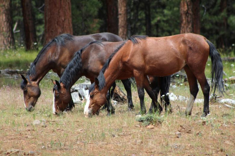 Free stock image of Feral Horses created by Pixabay