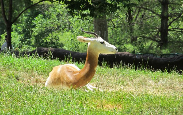 Free stock image of Gazelle in the Farm created by Pixabay