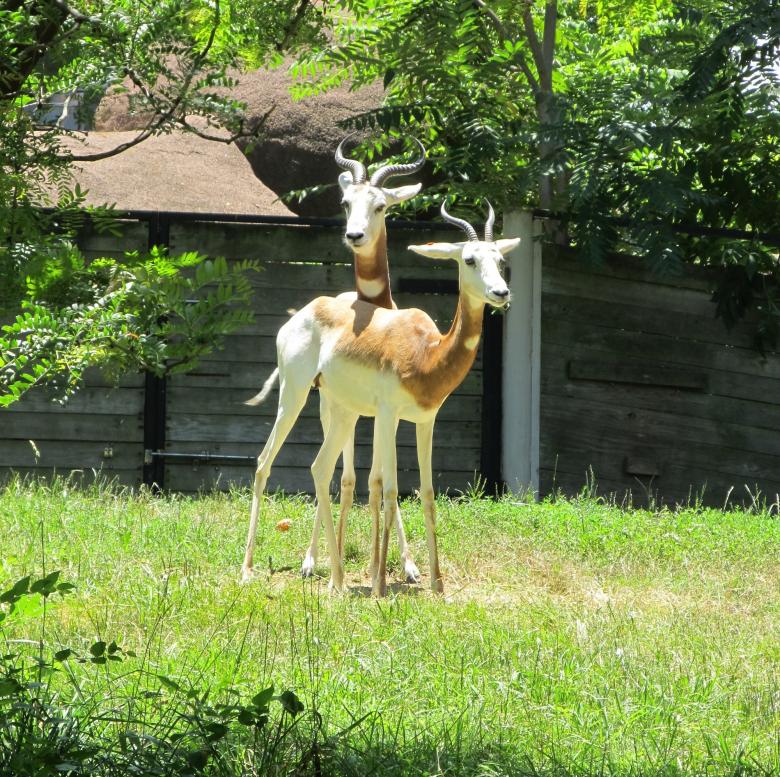 Free stock image of Gazelles in the Farm created by Pixabay